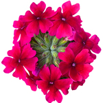 Verbena Vera Trailing Rose